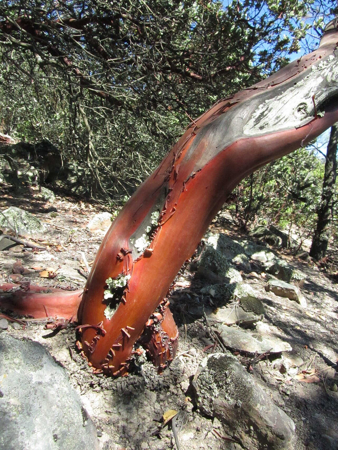 Mt. Diablo manzanita: This is the rare Mt. Diablo Manzanita, Arctostaphylos auriculata. It quickly became one of my favorite species of manzanita, there is also one other species in