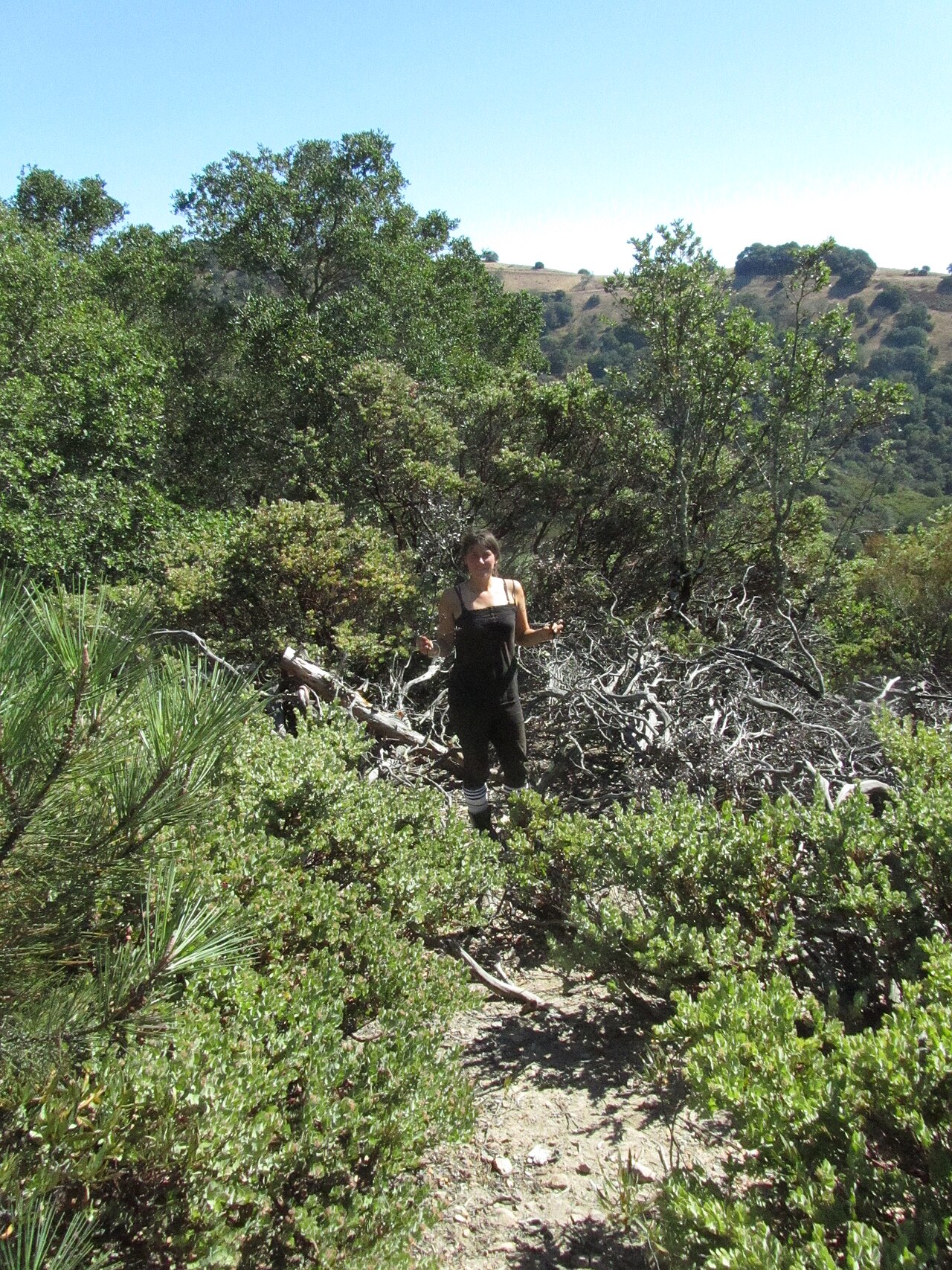 Mt. Diablo manzanita: This is the rare Mt. Diablo Manzanita, Arctostaphylos auriculata. It quickly became one of my favorite species of manzanita, there is also one other species in