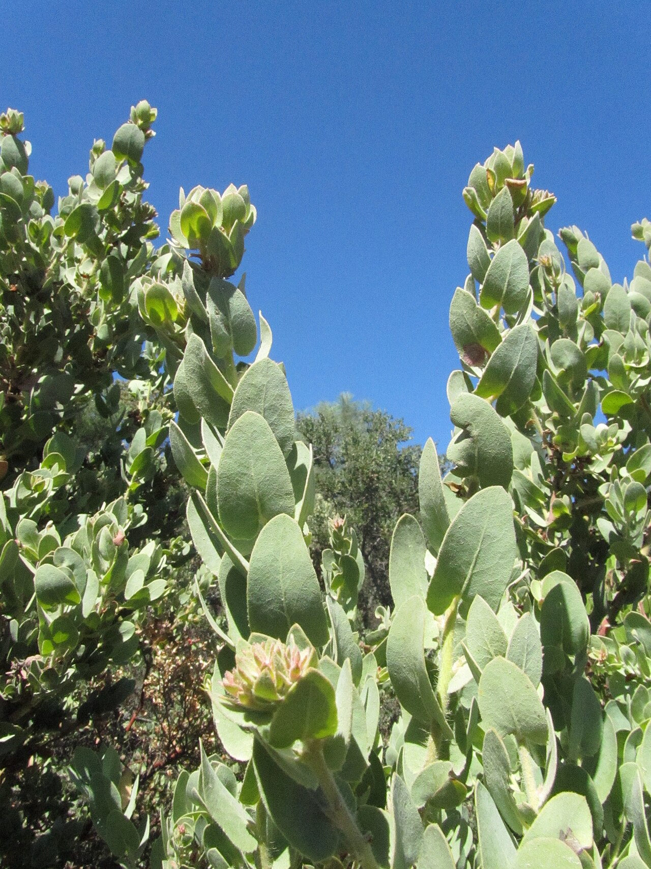 Mt. Diablo manzanita: This is the rare Mt. Diablo Manzanita, Arctostaphylos auriculata. It quickly became one of my favorite species of manzanita, there is also one other species in