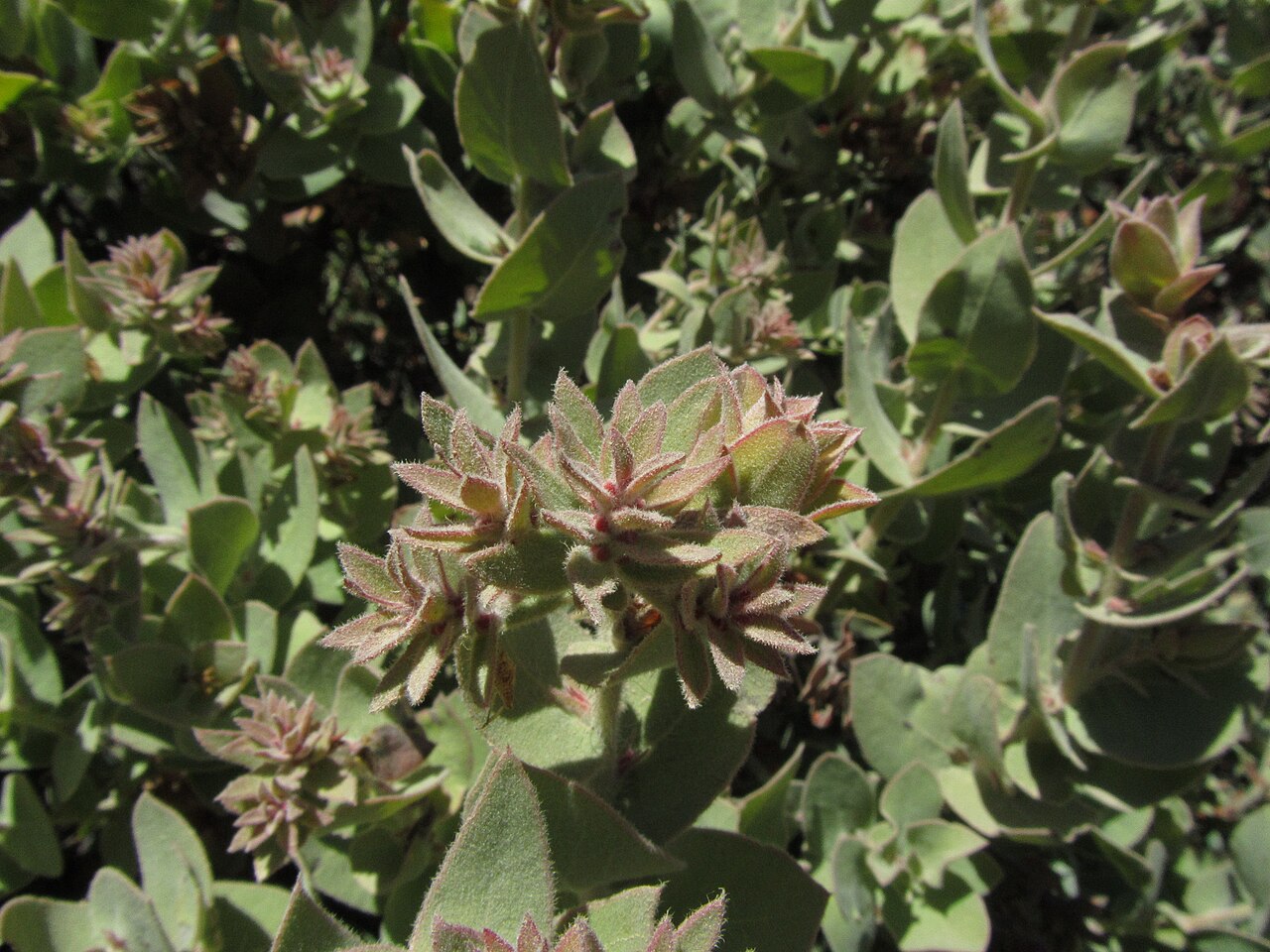 Mt. Diablo manzanita: This is the rare Mt. Diablo Manzanita, Arctostaphylos auriculata. It quickly became one of my favorite species of manzanita, there is also one other species in