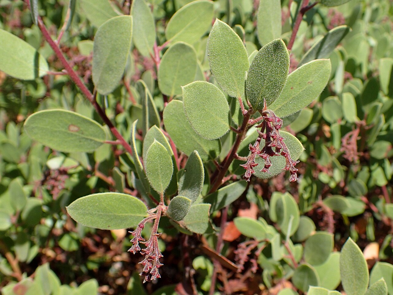 Baker's manzanita: Arctostaphylos bakeri in the Humboldt Botanical Garden, Eureka