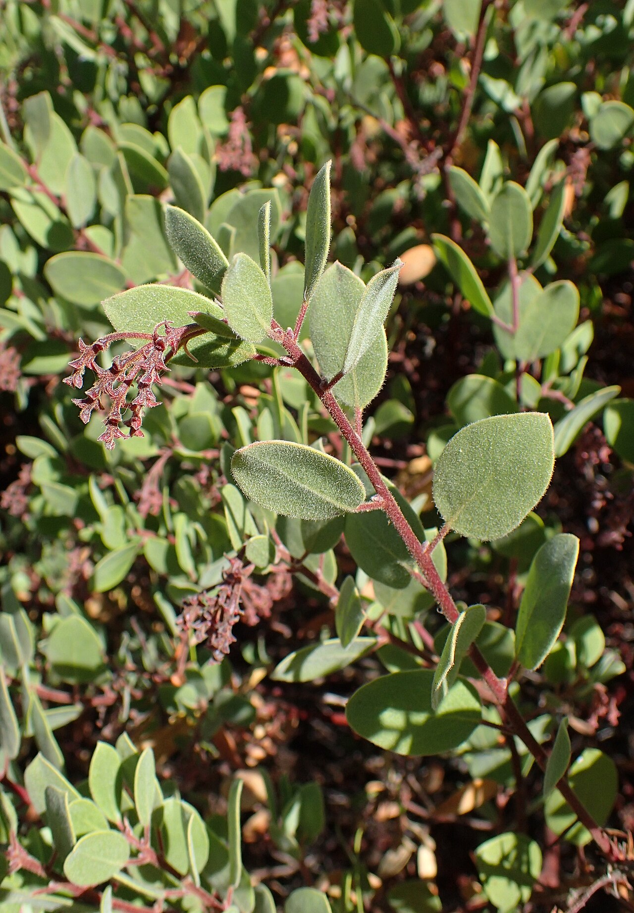 Baker's manzanita: Arctostaphylos bakeri in the Humboldt Botanical Garden, Eureka