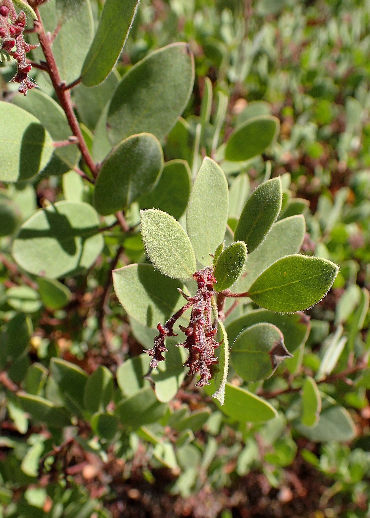 Baker's manzanita: Arctostaphylos bakeri in the Humboldt Botanical Garden, Eureka