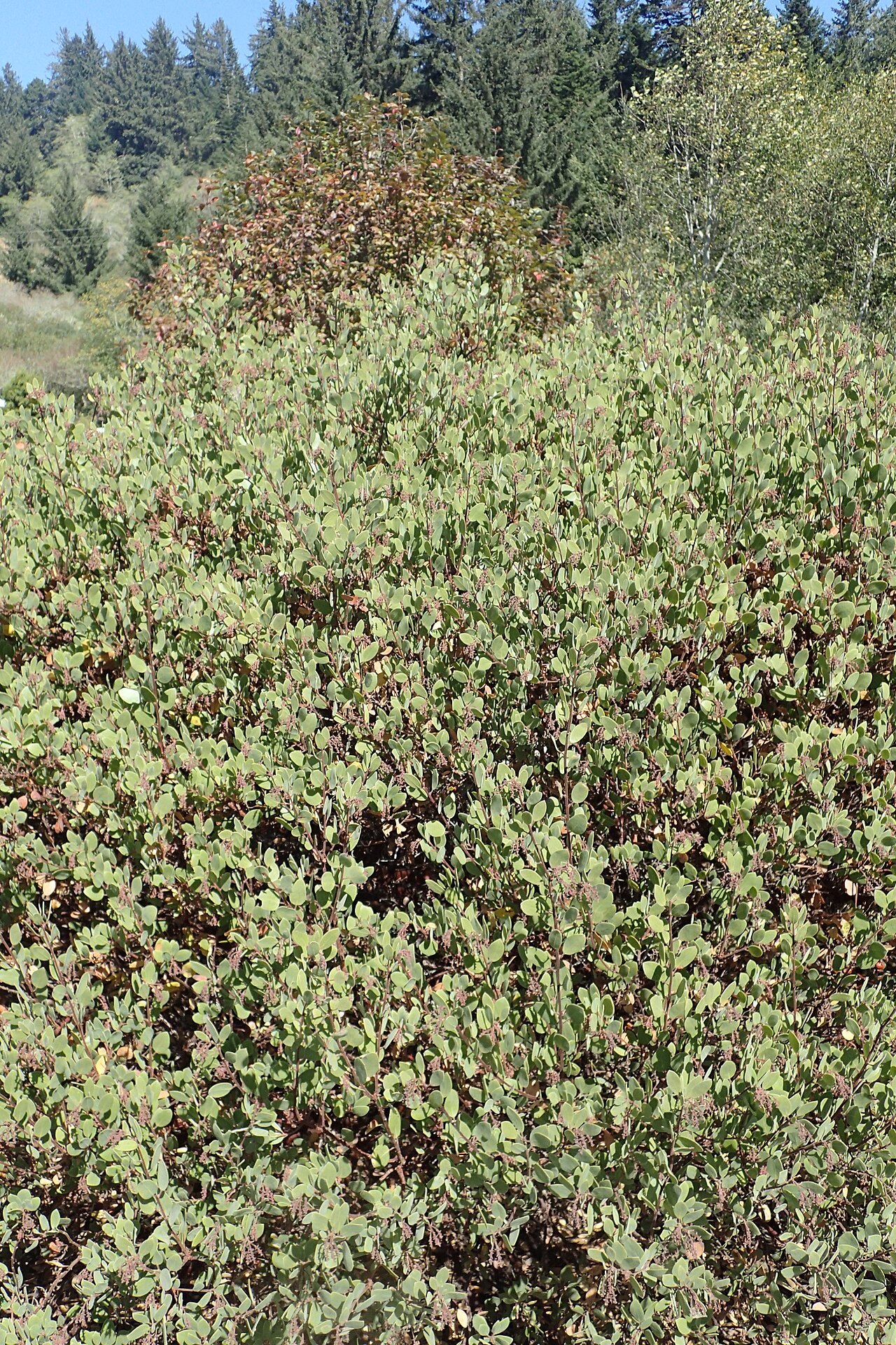 Baker's manzanita: Arctostaphylos bakeri in the Humboldt Botanical Garden, Eureka