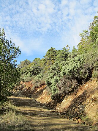 Hoary manzanita: Looking up the serpentine road at Arctostaphylos canescens and Cupressus sargentii