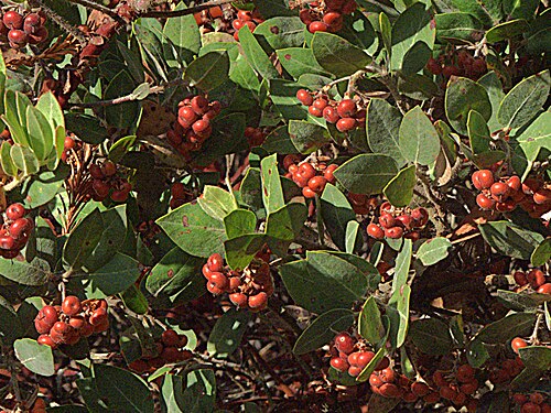 Hoary manzanita: Arctostaphylos canescens—hoary manzanita. Photographed at Regional Parks Botanic Garden in Tilden Regional Park near Berkeley, CA.