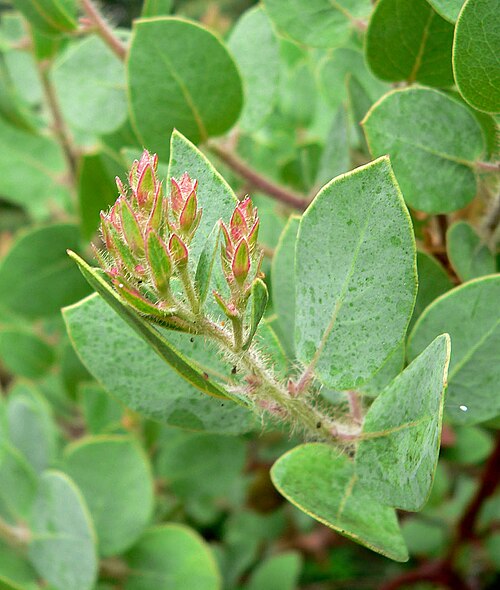 Santa Catalina Island manzanita: Arctostaphylos catalinae — Santa Catalina Island manzanita; leaves. At the Regional Parks Botanic Garden , Berkeley Hills, California.