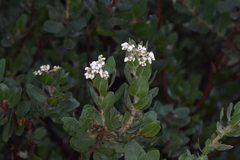 Santa Catalina Island manzanita (Arctostaphylos catalinae)