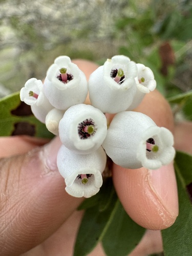 Santa Catalina Island manzanita (Arctostaphylos catalinae)