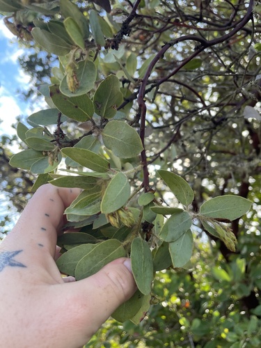 Santa Catalina Island manzanita (Arctostaphylos catalinae)