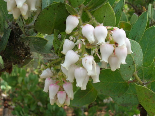 Santa Catalina Island manzanita (Arctostaphylos catalinae)