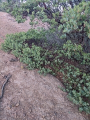 Santa Catalina Island manzanita (Arctostaphylos catalinae)