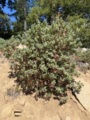 Hairy manzanita (Arctostaphylos columbiana)