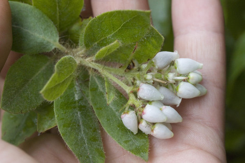 Hairy manzanita (Arctostaphylos columbiana)