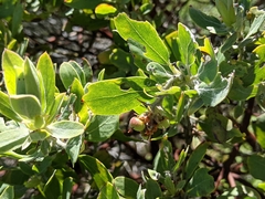 Hairy manzanita (Arctostaphylos columbiana)