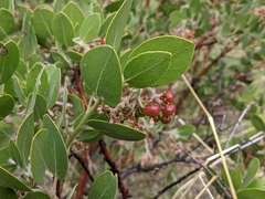 Hairy manzanita (Arctostaphylos columbiana)