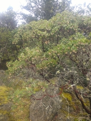 Hairy manzanita (Arctostaphylos columbiana)