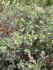 Hairy manzanita (Arctostaphylos columbiana)