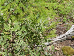 Hairy manzanita (Arctostaphylos columbiana)