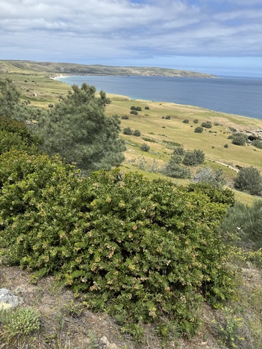 Santa Rosa Island manzanita (Arctostaphylos confertiflora)