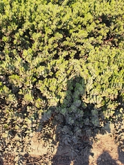 Santa Rosa Island manzanita (Arctostaphylos confertiflora)