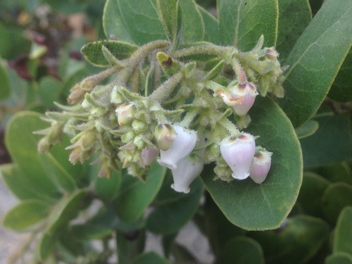 Santa Rosa Island manzanita (Arctostaphylos confertiflora)