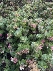 Santa Rosa Island manzanita (Arctostaphylos confertiflora)