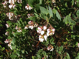 Santa Rosa Island manzanita: Arctostaphylos confertiflora—Santa Rosa Island manzanita. Included in the CNPS Inventory of Rare and Endangered Plants on list 1B.2 (rare, threatened, or endang