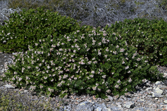 Santa Rosa Island manzanita (Arctostaphylos confertiflora)
