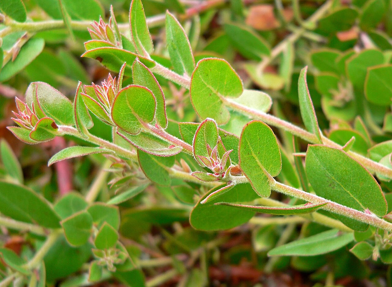 La Cruz manzanita: Photo of Arctostaphylos cruzensis at Regional Parks Botanic Garden