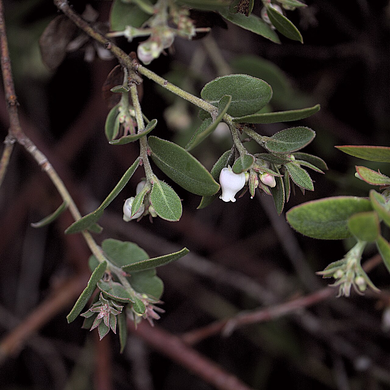 La Cruz manzanita: Arctostaphylos cruzensis—Arroyo de la Cruz manzanita. Included in the CNPS Inventory of Rare and Endangered Plants on list 1B.2 (rare, threatened, or endangered