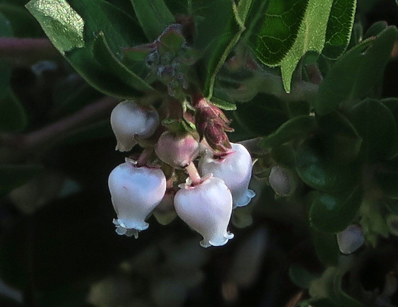 La Cruz manzanita: Arctostaphylos cruzensis—Arroyo de la cruz manzanita. It is included in the CNPS Inventory of Rare and Endangered Plants on list 1B.2 (rare, threatened, or enda
