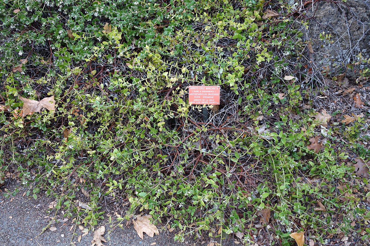 La Cruz manzanita: Botanical specimen in the Regional Parks Botanic Garden, Berkeley, California, USA.