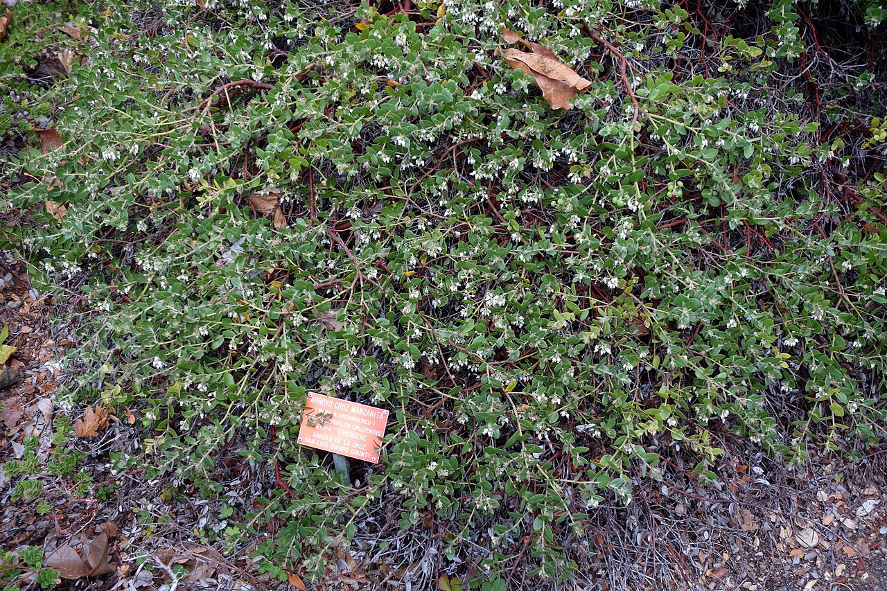 La Cruz manzanita: Botanical specimen in the Regional Parks Botanic Garden, Berkeley, California, USA.