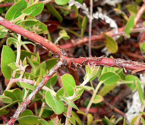 La Cruz manzanita: Photo of Arctostaphylos cruzensis at Regional Parks Botanic Garden