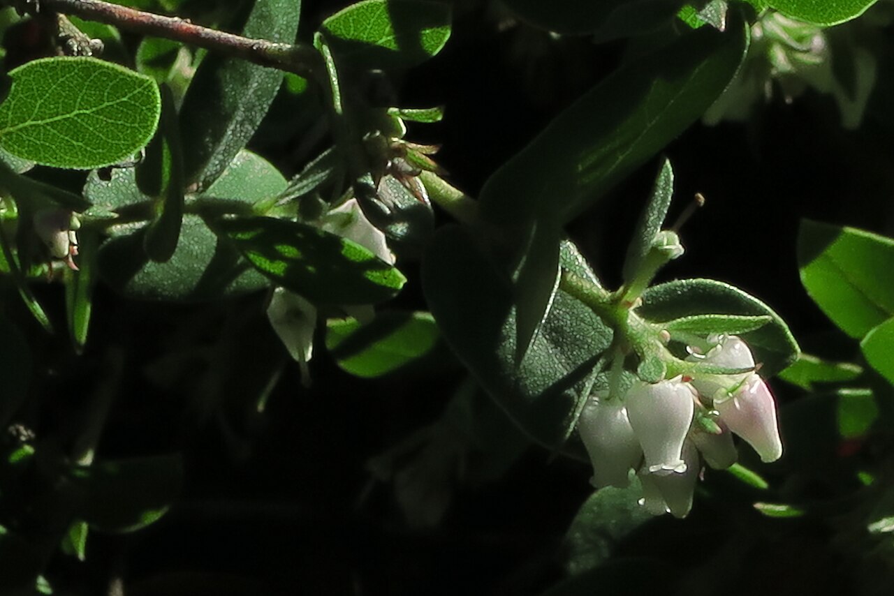 La Cruz manzanita: Arctostaphylos cruzensis—Arroyo de la Cruz manzanita. Included in the CNPS Inventory of Rare and Endangered Plants on list 1B.2 (rare, threatened, or endangered