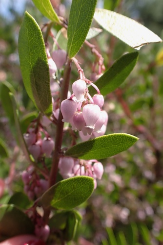 Vine Hill manzanita (Arctostaphylos densiflora)