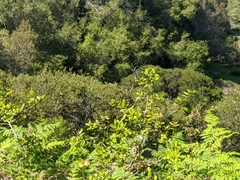 Vine Hill manzanita (Arctostaphylos densiflora)
