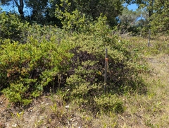 Vine Hill manzanita (Arctostaphylos densiflora)