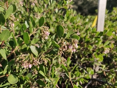 Vine Hill manzanita (Arctostaphylos densiflora)