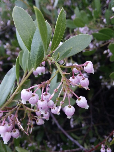 Vine Hill manzanita (Arctostaphylos densiflora)