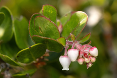 Little Sur manzanita (Arctostaphylos edmundsii)