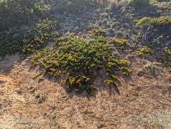 Little Sur manzanita (Arctostaphylos edmundsii)