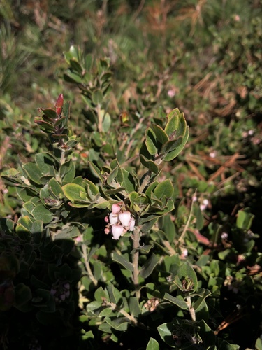 Little Sur manzanita (Arctostaphylos edmundsii)