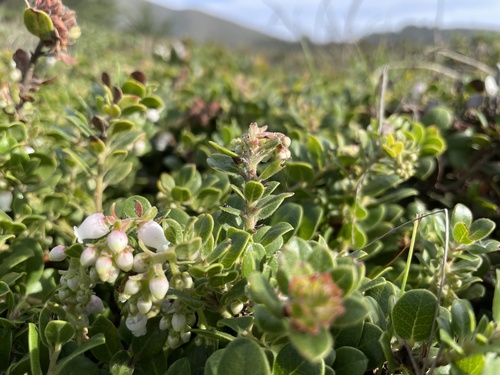 Little Sur manzanita (Arctostaphylos edmundsii)