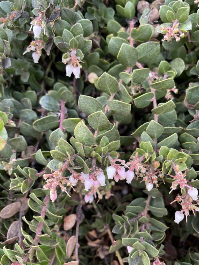Little Sur manzanita (Arctostaphylos edmundsii)