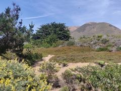 Little Sur manzanita (Arctostaphylos edmundsii)