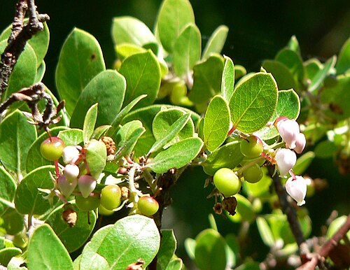 Little Sur manzanita: Arctostaphylos edmundsii at the University of California Botanical Garden , Berkeley, California