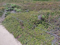 Little Sur manzanita (Arctostaphylos edmundsii)