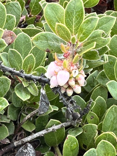 Little Sur manzanita (Arctostaphylos edmundsii)